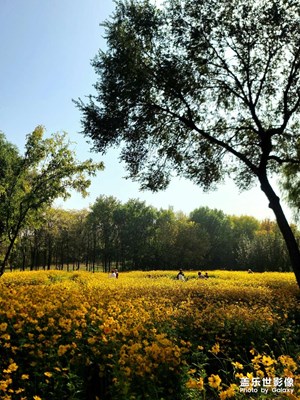 【精彩瞬間】秋日花海