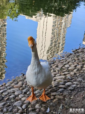 【精彩瞬間】歪頭鵝