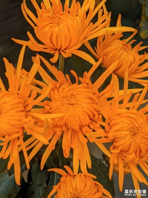 金菊開在金秋里