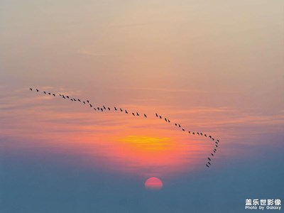【精彩瞬間】大雁歸