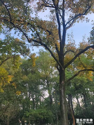 【影像的魅力】+樹林小拍