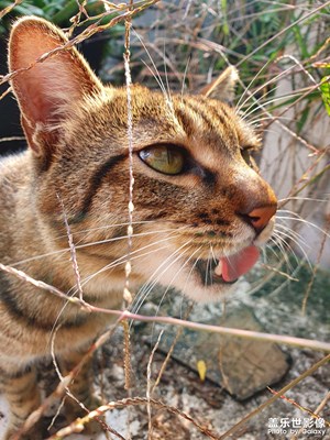 隨拍點(diǎn)滴，韓版機(jī)皇，寶刀未老！