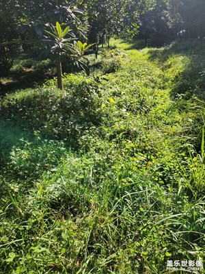 【影像的魅力】秋日綠色