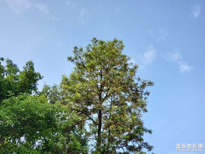 【影像的魅力】+樹木