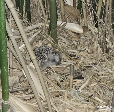 小區(qū)里碰到刺猬了
