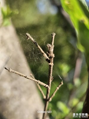【一鏡一世界】蛛網(wǎng)、茱萸、水生植物