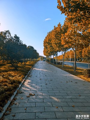 影子向玫瑰獻忱，落日與夕陽輕撫遲暮。