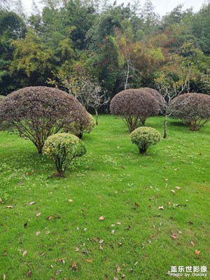 【一鏡一世界】+綠的海洋