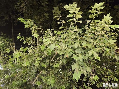 【一鏡一世界】+樹木蔥蘢