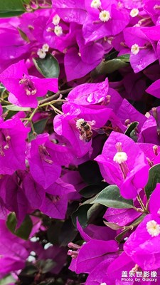 地鐵站上的花..........