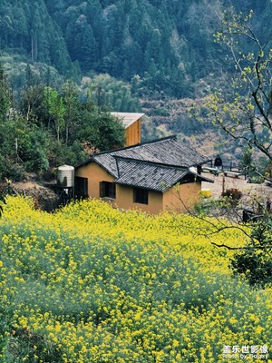 【與時光的對話】江嶺花海