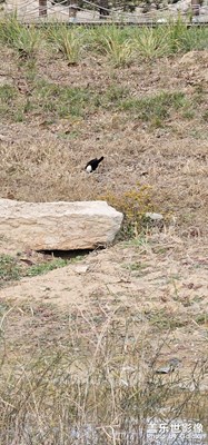 三星s23u，長焦實(shí)力強(qiáng)