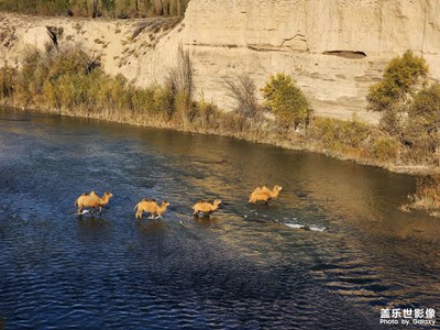 【與時(shí)光的對(duì)話】涉水的駱駝