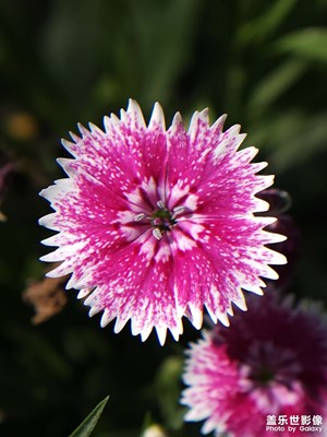 【我們的視界】微距拍攝