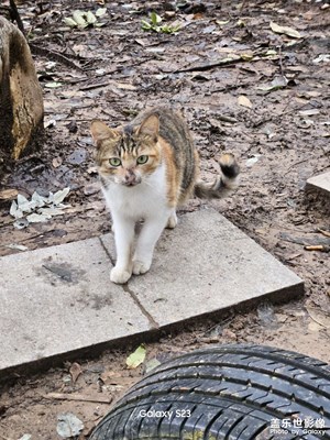 【淡寫時(shí)光】貓