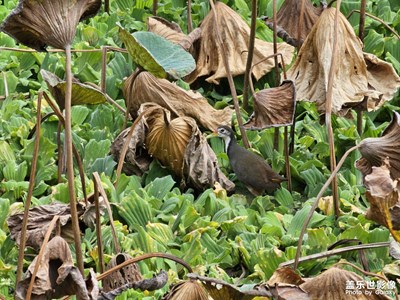 【淡寫(xiě)時(shí)光】偶遇奇特鳥(niǎo)類