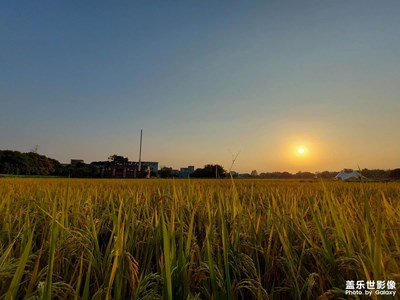 【淡寫時光】夕陽下的稻田