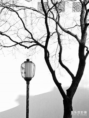 南京老門東烏桕樹