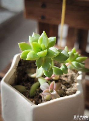 【淡寫時(shí)光】+圖書(shū)館隨拍