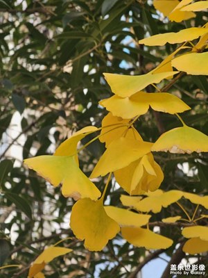 【淡寫時(shí)光】初冬的銀杏