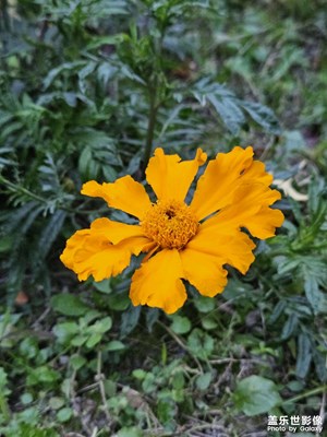 【快樂隨拍】入冬花色