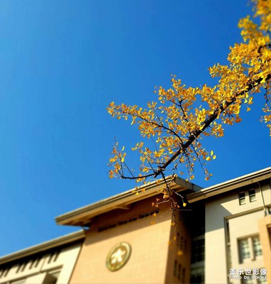 【快樂隨拍】+鄭大的銀杏