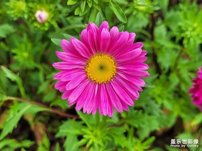 【難忘2023】+漂亮的秋花