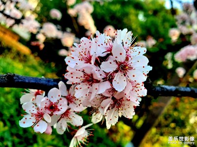 【難忘2023】優(yōu)雅的紫葉李