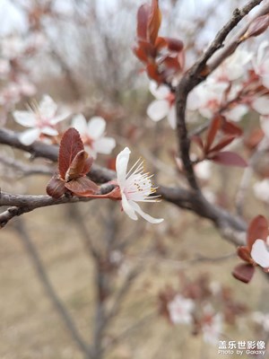 【難忘2023】+春花