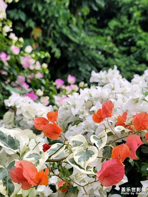 冬日南方好春光