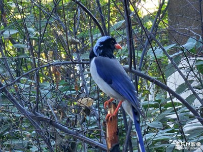 【快樂隨拍】+冬天的動(dòng)物