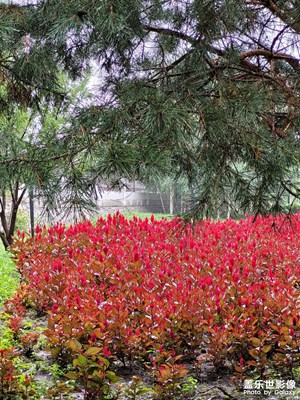 【難忘2023】+雨后的公園