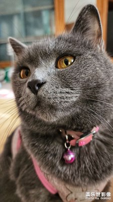 【快樂(lè)隨拍】+?家有小可愛(ài)

