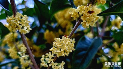 【難忘2023】難忘這桂花飄香