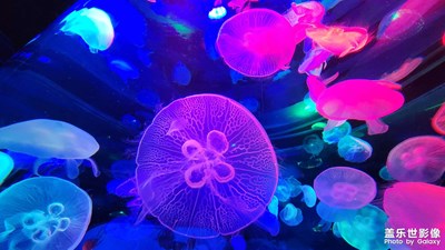 【隨處風(fēng)景】+海底世界