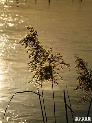 我太愛專業(yè)模式了