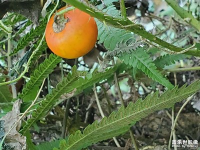 【難忘2023】野番茄