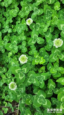 【難忘2023】春季小花