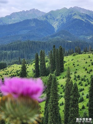 【難忘2023】小花小草