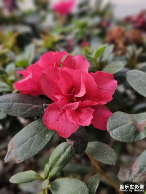 【喜迎2024】紅紅火火