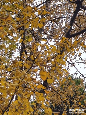 最后的黃葉