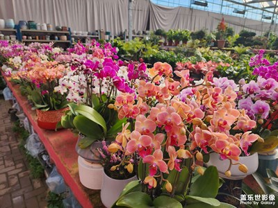 【辭舊迎新】+逛花市