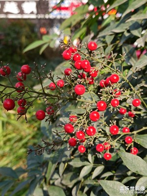 【辭舊迎新】紅果果