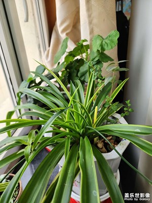 辦公室養(yǎng)了好多花花草草