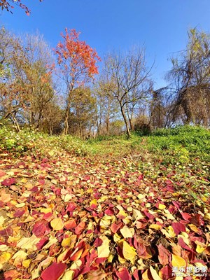 【辭舊迎新】歲歲年年葉紅時
