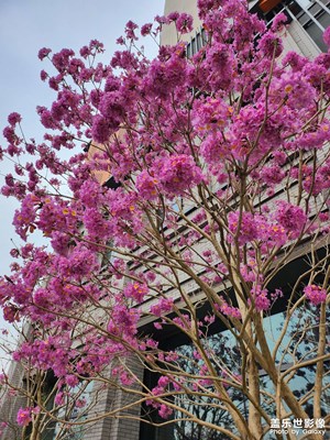 【辭舊迎新】+紫花風(fēng)鈴