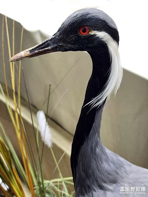 【辭舊迎新】+博物館的各種鳥(niǎo)類