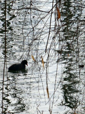 【辭舊迎新】大家一起來愛護野生動物