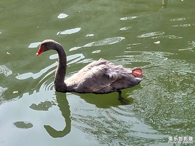 【辭舊迎新】小動(dòng)物們也辭舊迎新