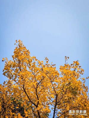 晚?xiàng)鞑回?fù)秋